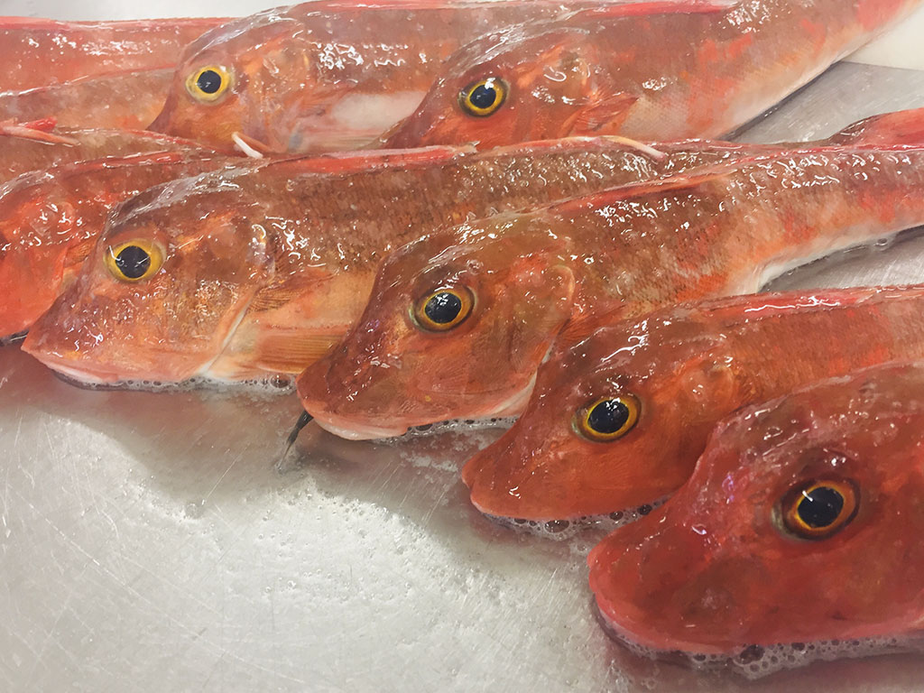 Red gurnard / Trigla lucerna