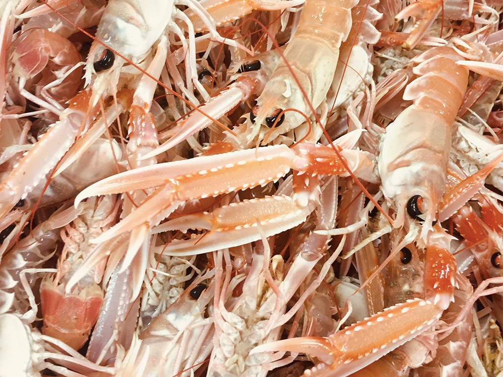 Langoustine / Nephrops norvegicus